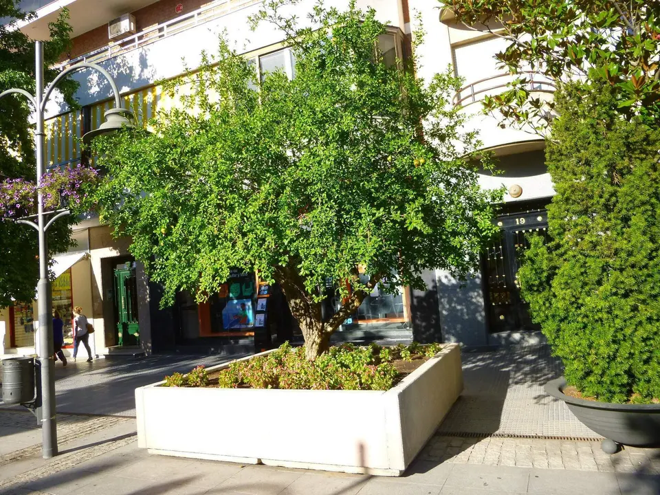 Jardinera y soportales en la Gran Vía