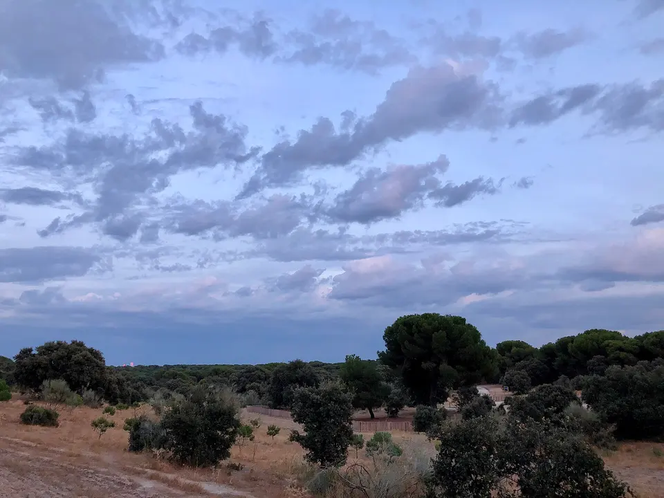 Pinos piñoneros y encinas del Monte del Pilar
