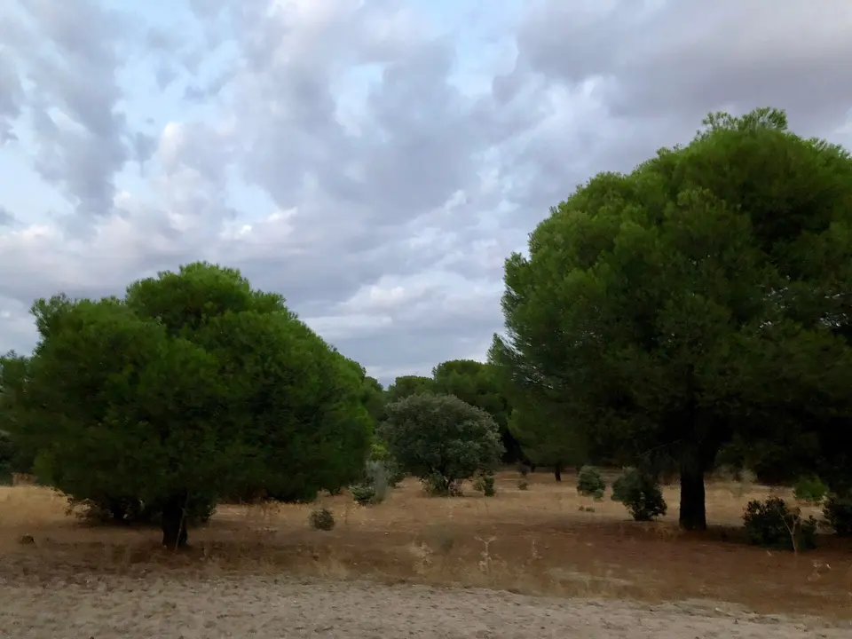 Pinos del Monte del Pilar en un día nublado