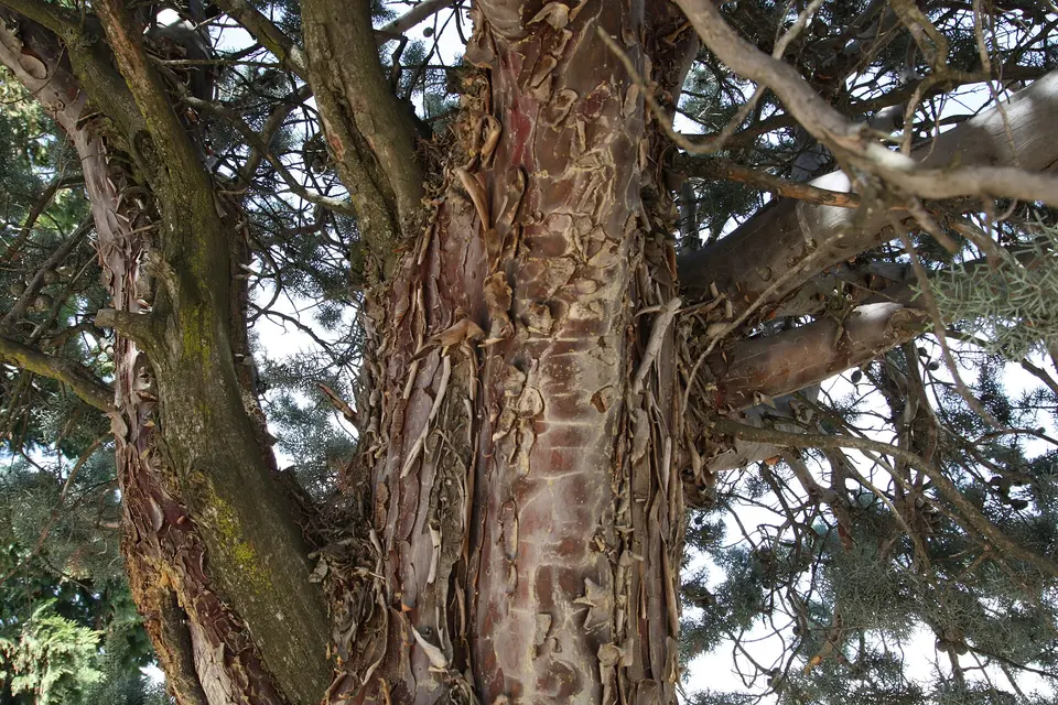 Tronco de pino piñonero en el Monte del Pilar