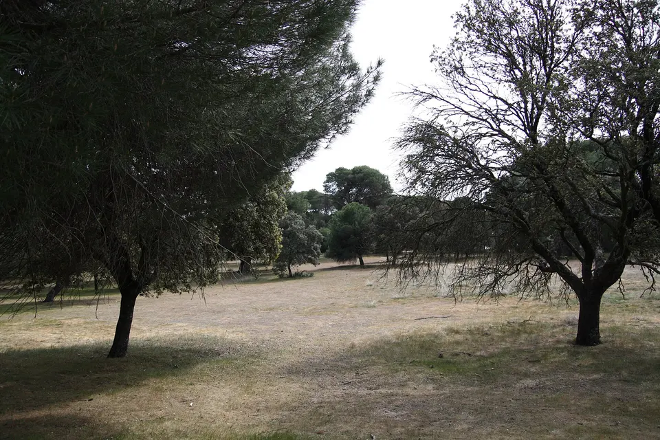 Encinas y pradera en una ruta por el Monte del Pilar