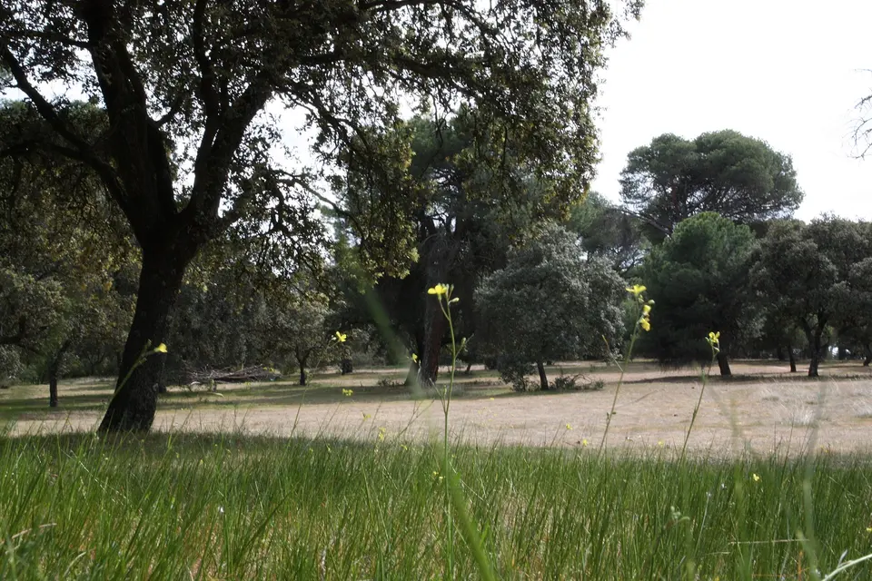 Encinar en primavera en el Monte del Pilar