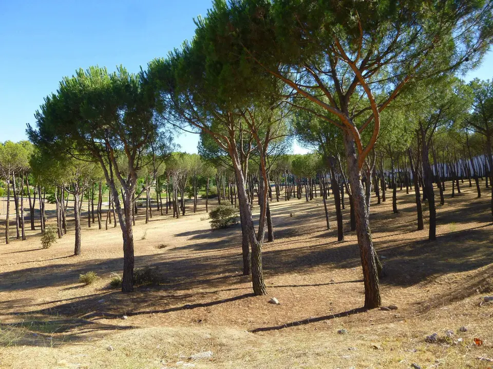 Pinar a la entrada del Monte del Pilar
