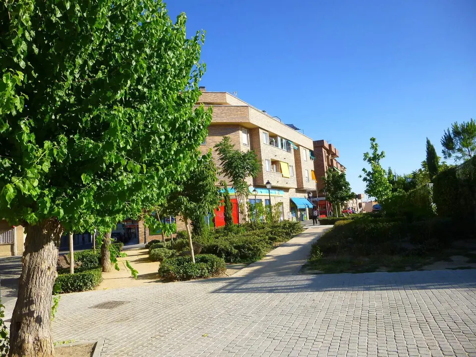 Paseo arbolado en la Plaza de la Constitución